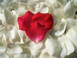 red_heart_petal_200324